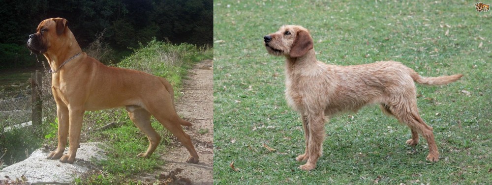 Styrian Coarse Haired Hound vs Bullmastiff - Breed Comparison