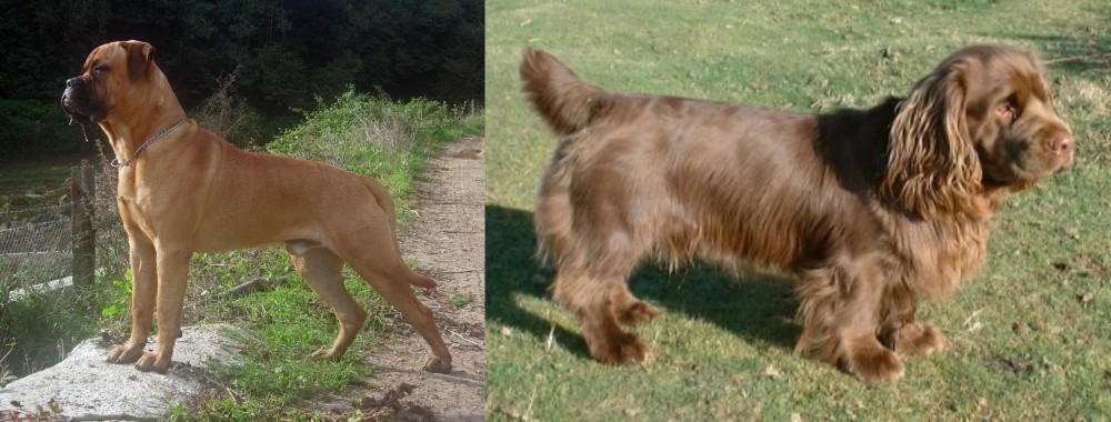 Sussex Spaniel vs Bullmastiff - Breed Comparison