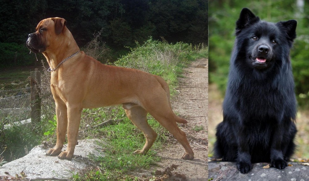 Swedish Lapphund vs Bullmastiff - Breed Comparison