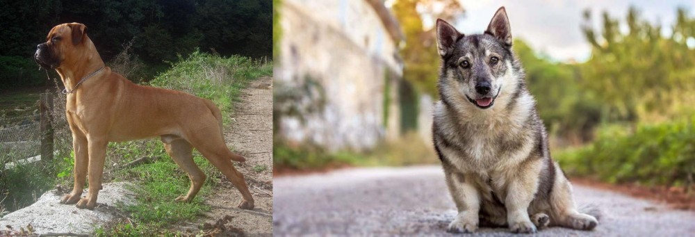Swedish Vallhund vs Bullmastiff - Breed Comparison