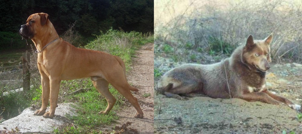 Tahltan Bear Dog vs Bullmastiff - Breed Comparison