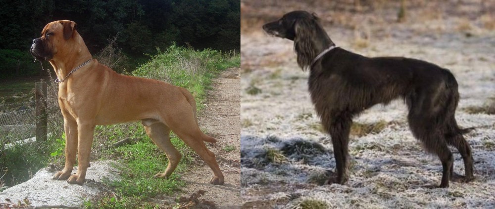 Taigan vs Bullmastiff - Breed Comparison