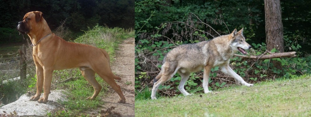 Tamaskan vs Bullmastiff - Breed Comparison