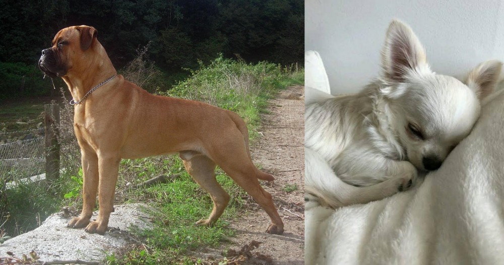 Tea Cup Chihuahua vs Bullmastiff - Breed Comparison