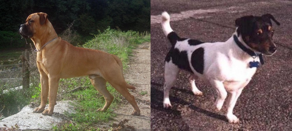 Teddy Roosevelt Terrier vs Bullmastiff - Breed Comparison