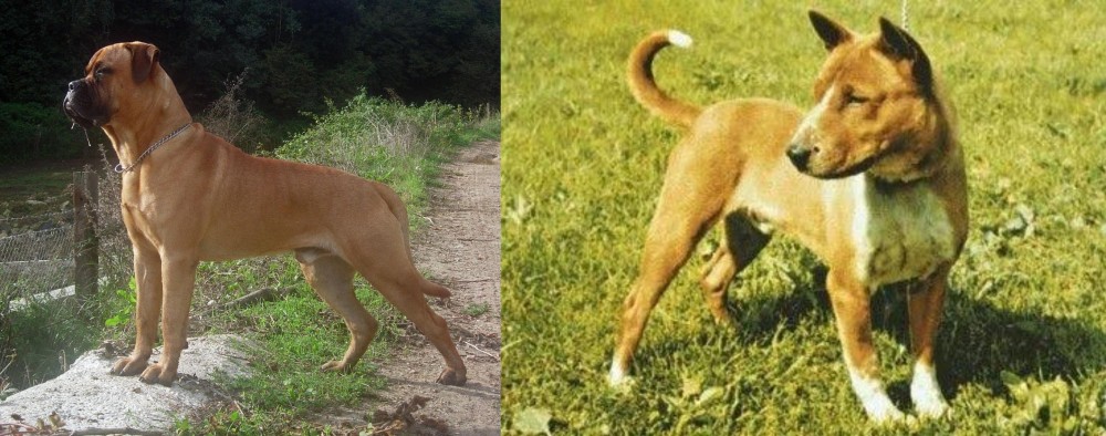 Telomian vs Bullmastiff - Breed Comparison