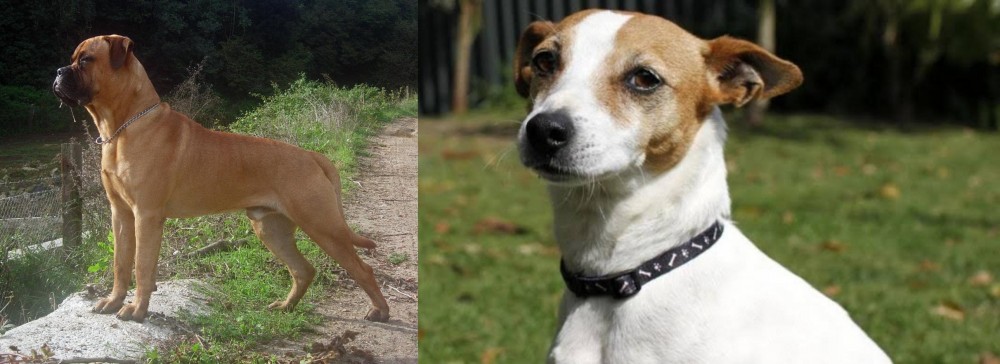 Tenterfield Terrier vs Bullmastiff - Breed Comparison