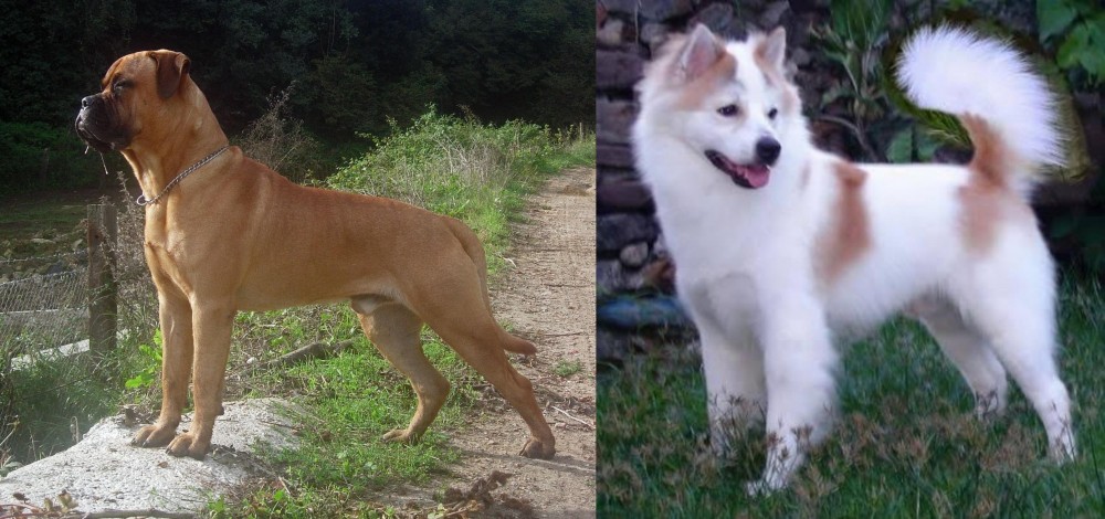 Thai Bangkaew vs Bullmastiff - Breed Comparison