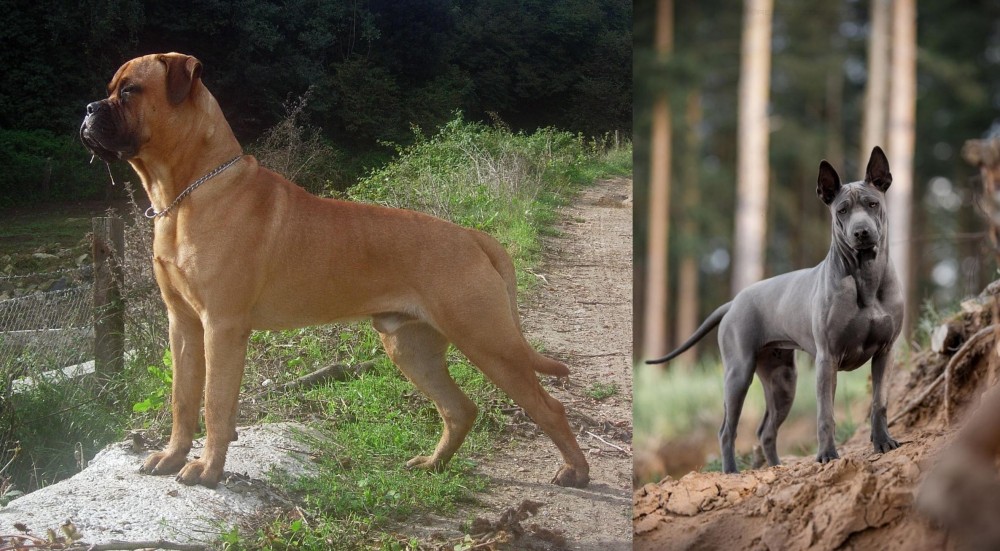 Thai Ridgeback vs Bullmastiff - Breed Comparison