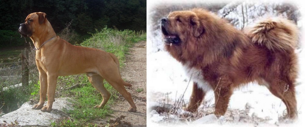 Tibetan Kyi Apso vs Bullmastiff - Breed Comparison