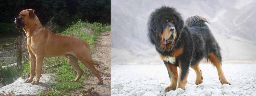Tibetan Mastiff vs Bullmastiff - Breed Comparison
