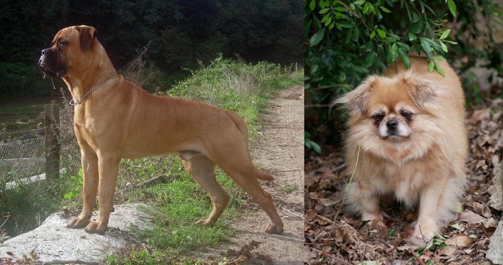 Tibetan Spaniel vs Bullmastiff - Breed Comparison