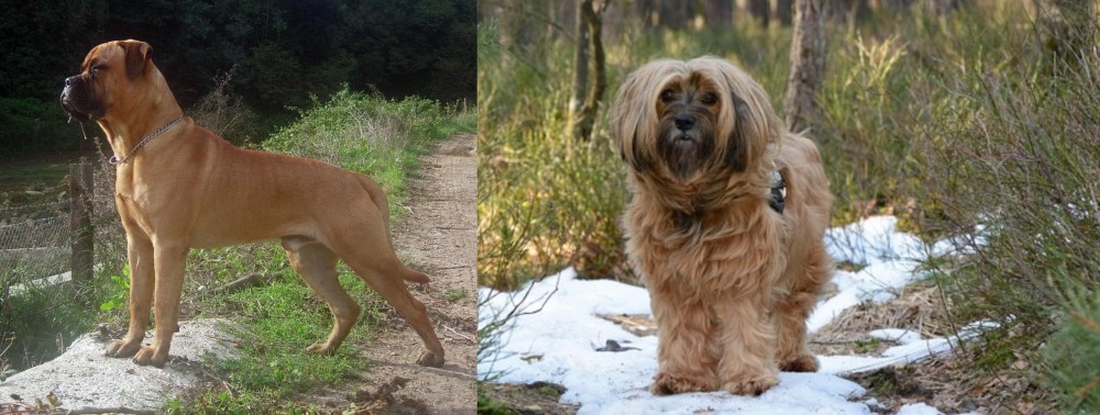 Tibetan Terrier vs Bullmastiff - Breed Comparison