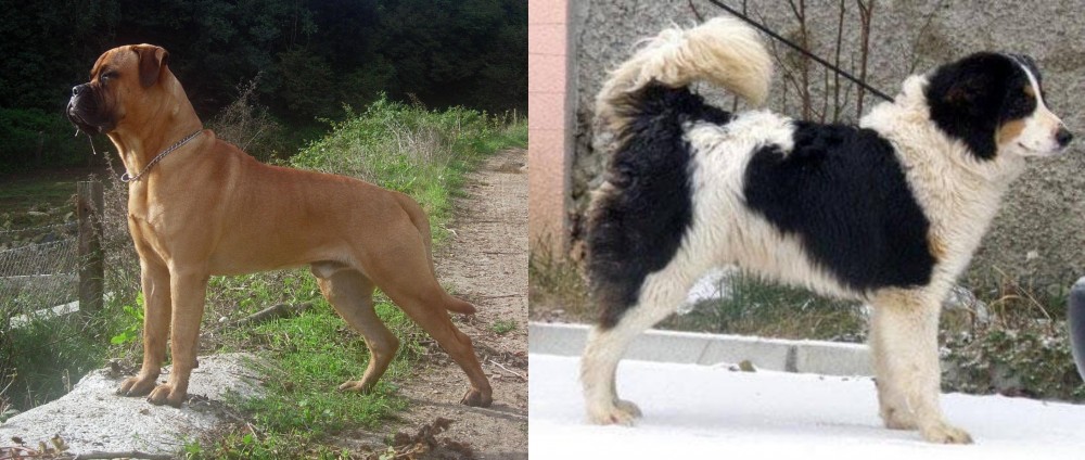 Tornjak vs Bullmastiff - Breed Comparison