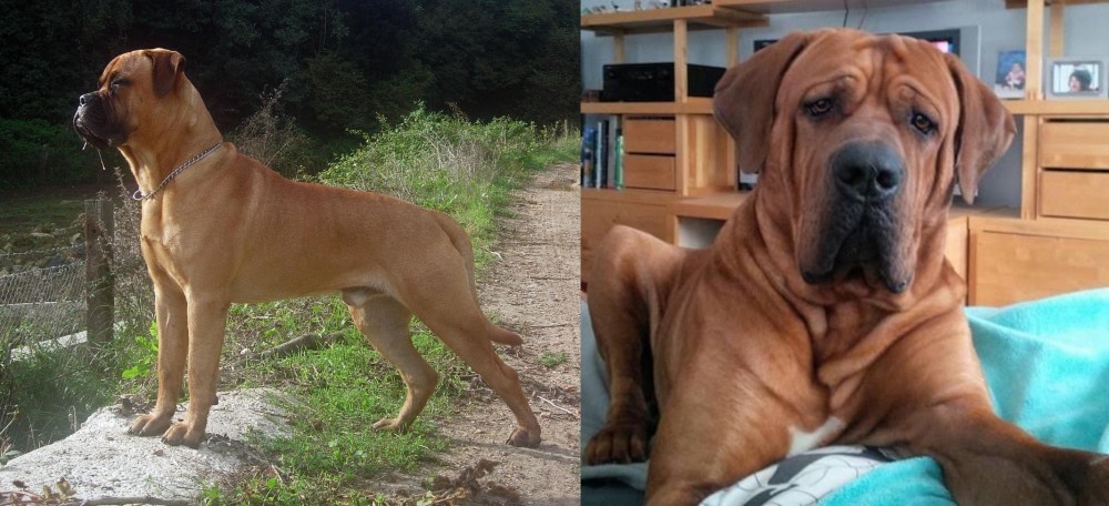 Tosa vs Bullmastiff - Breed Comparison