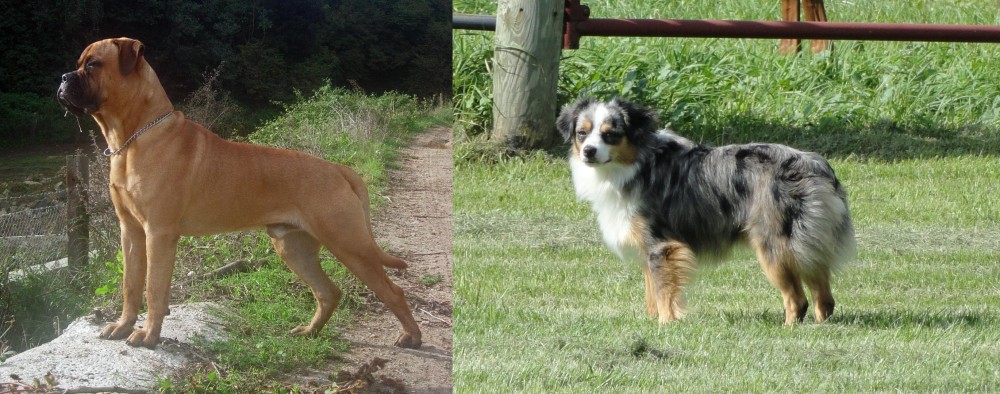 Toy Australian Shepherd vs Bullmastiff - Breed Comparison