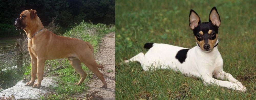 Toy Fox Terrier vs Bullmastiff - Breed Comparison