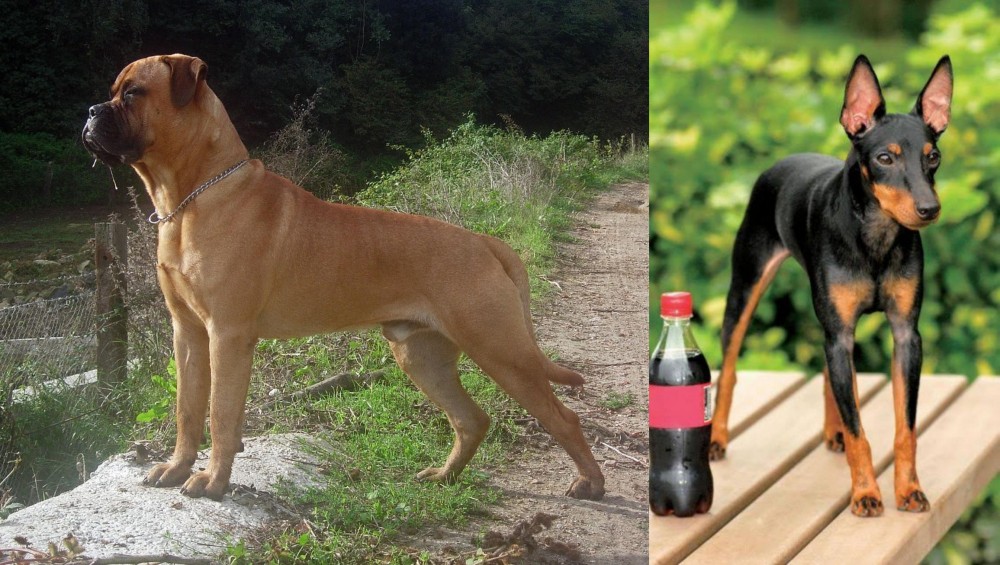 Toy Manchester Terrier vs Bullmastiff - Breed Comparison