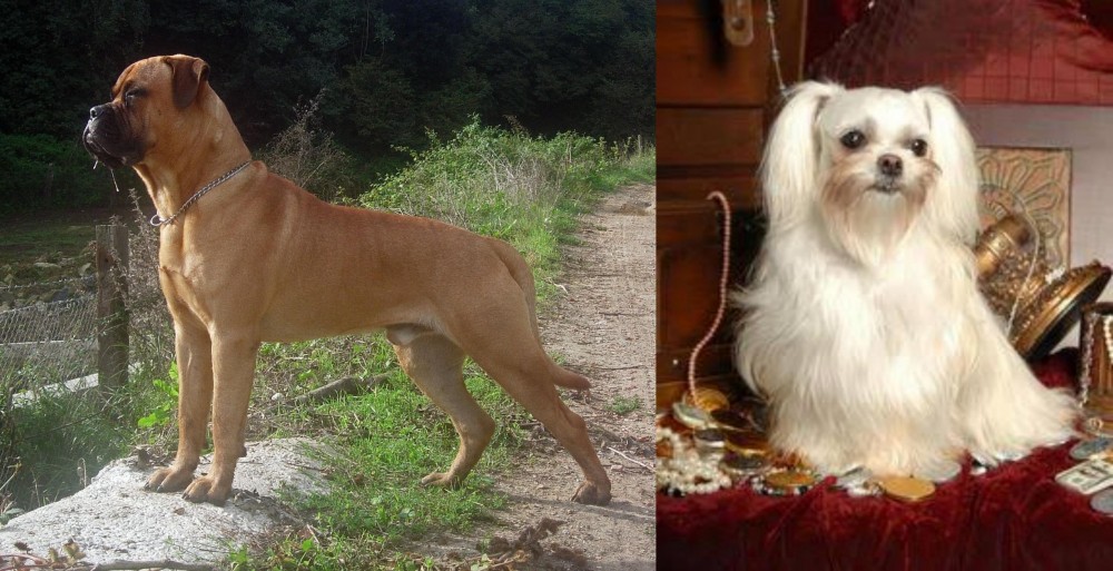 Toy Mi-Ki vs Bullmastiff - Breed Comparison