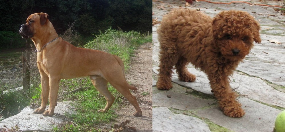 Toy Poodle vs Bullmastiff - Breed Comparison
