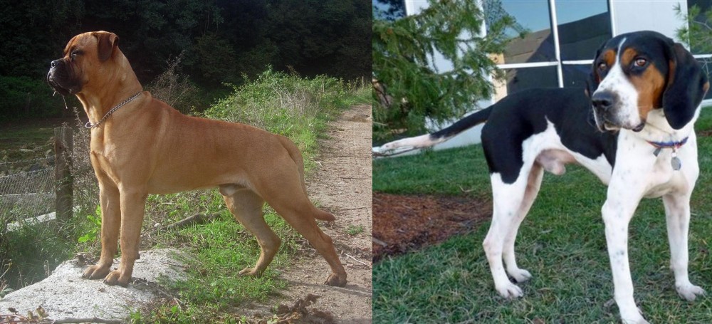 Treeing Walker Coonhound vs Bullmastiff - Breed Comparison