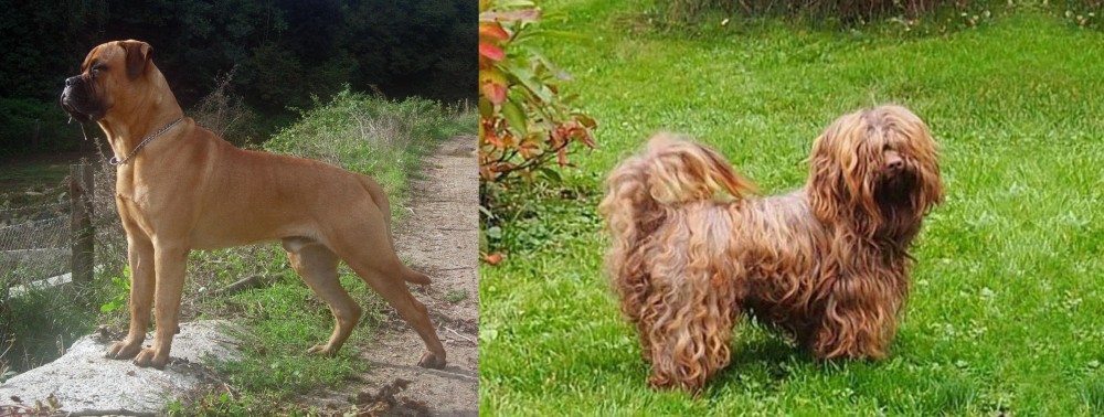 Tsvetnaya Bolonka vs Bullmastiff - Breed Comparison