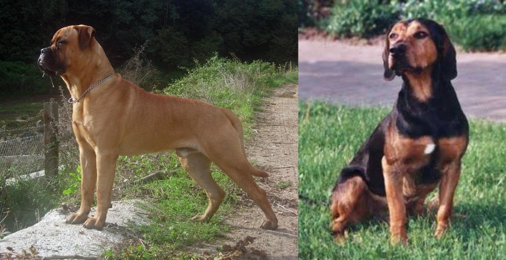 Tyrolean Hound vs Bullmastiff - Breed Comparison