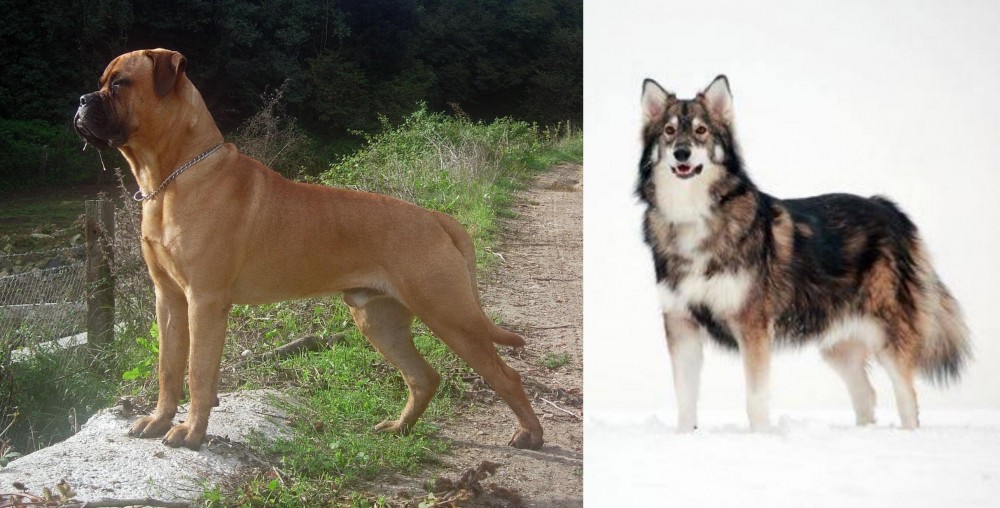 Utonagan vs Bullmastiff - Breed Comparison