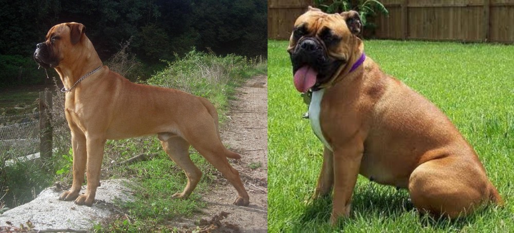 Valley Bulldog vs Bullmastiff - Breed Comparison