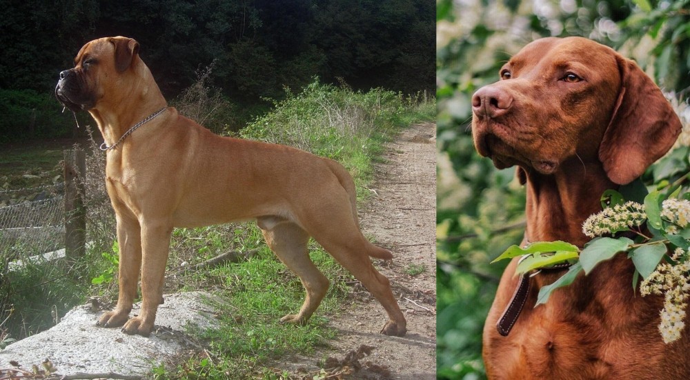 Vizsla vs Bullmastiff - Breed Comparison