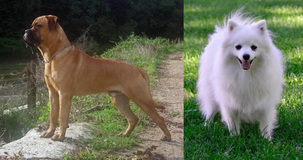 Volpino Italiano vs Bullmastiff - Breed Comparison