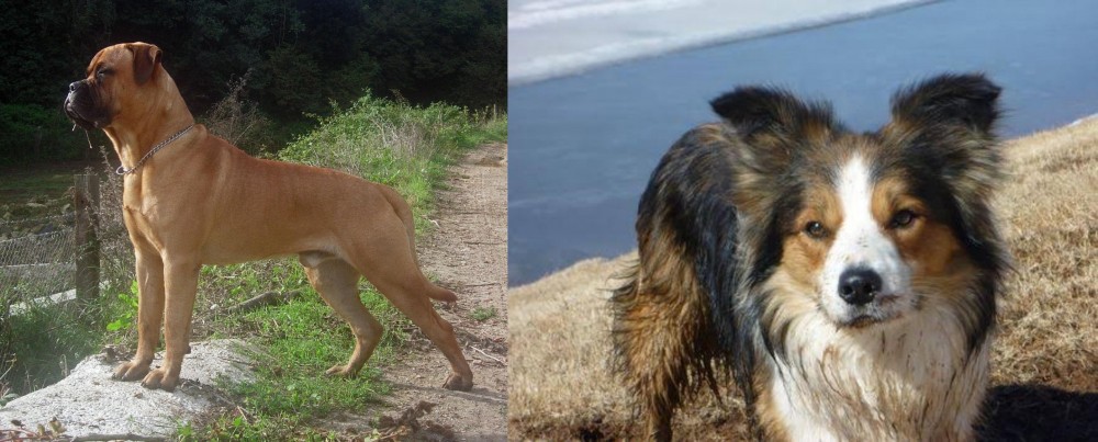 Welsh Sheepdog vs Bullmastiff - Breed Comparison