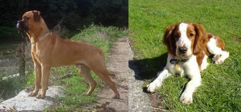 Welsh Springer Spaniel vs Bullmastiff - Breed Comparison