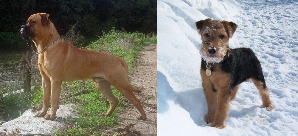 Welsh Terrier vs Bullmastiff - Breed Comparison