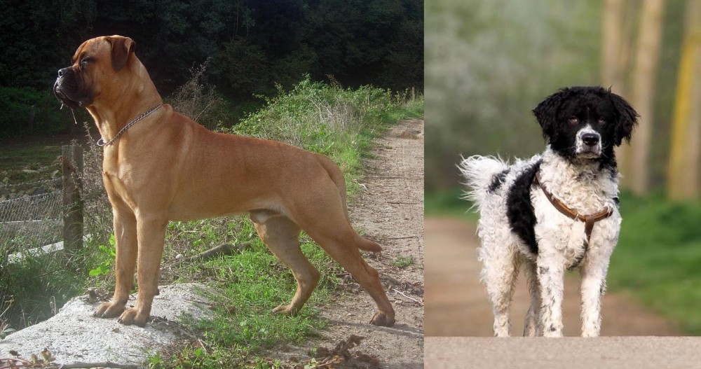 Wetterhoun vs Bullmastiff - Breed Comparison
