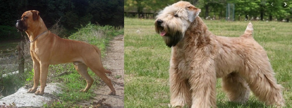 Wheaten Terrier vs Bullmastiff - Breed Comparison