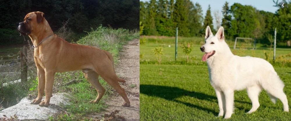 White Shepherd vs Bullmastiff - Breed Comparison
