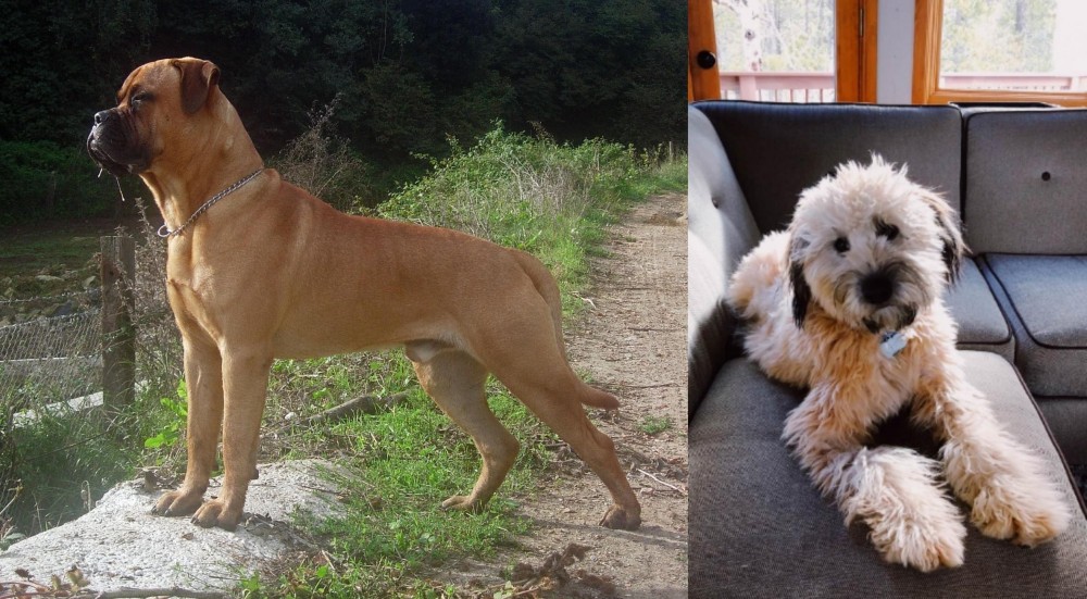 Whoodles vs Bullmastiff - Breed Comparison
