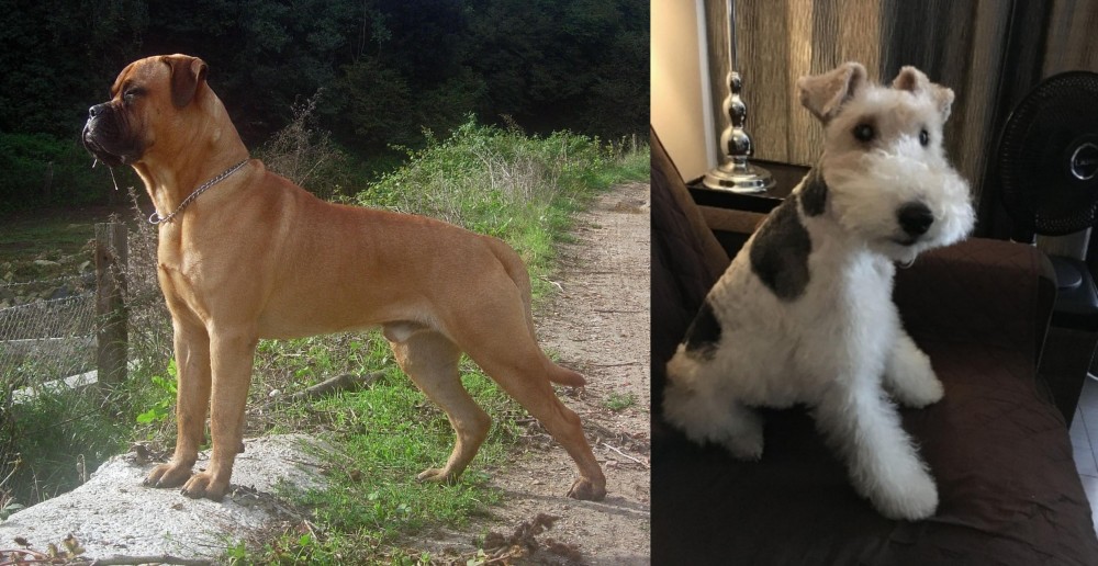 Wire Haired Fox Terrier vs Bullmastiff - Breed Comparison