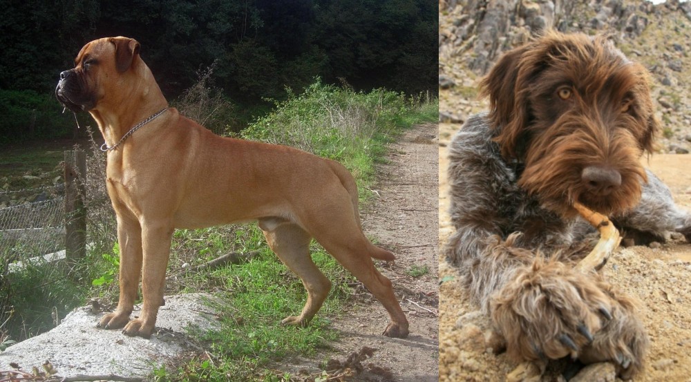 Wirehaired Pointing Griffon vs Bullmastiff - Breed Comparison