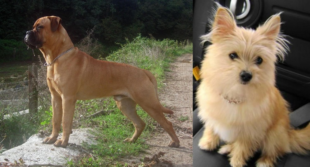 Yoranian vs Bullmastiff - Breed Comparison