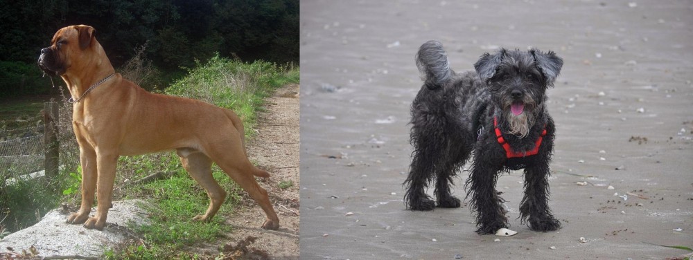 YorkiePoo vs Bullmastiff - Breed Comparison