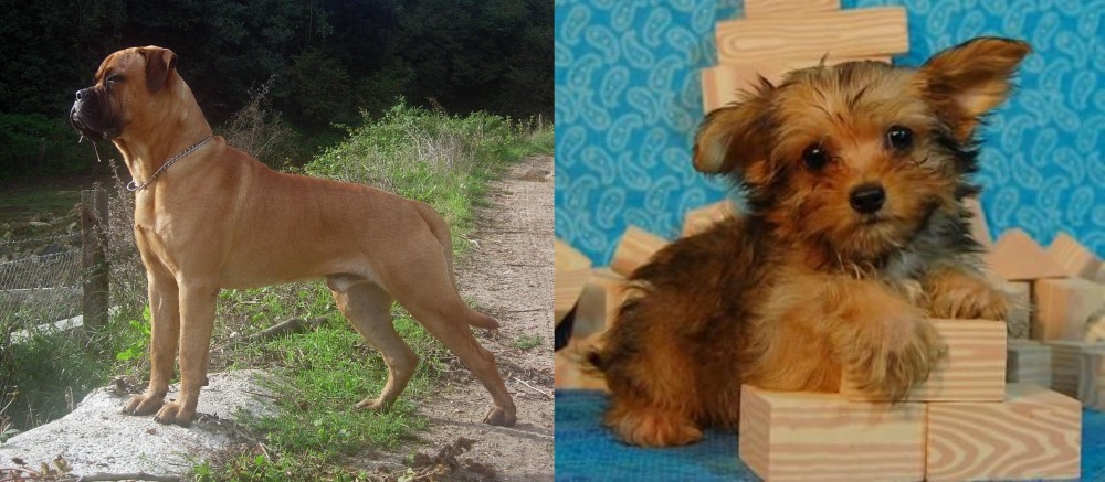 Yorkillon vs Bullmastiff - Breed Comparison