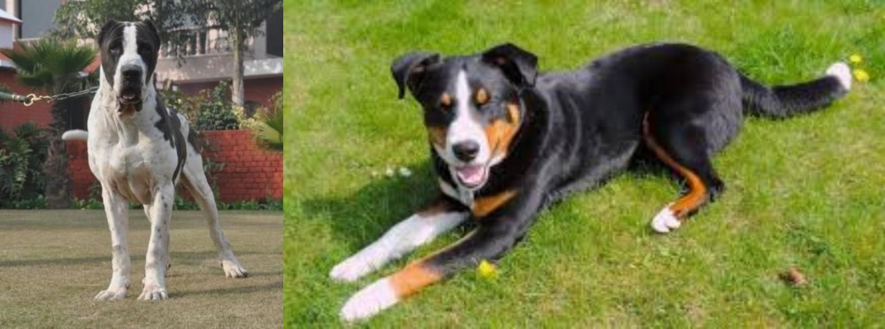 Appenzell Mountain Dog vs Bully Kutta - Breed Comparison