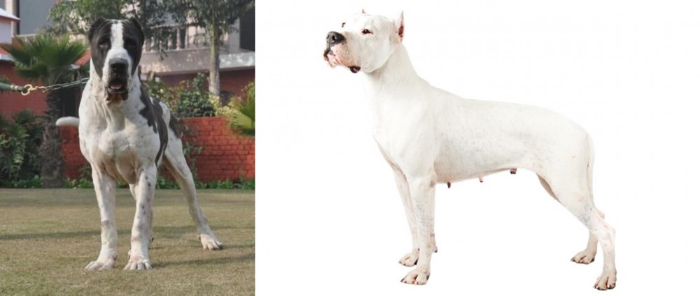 Argentine Dogo vs Bully Kutta - Breed Comparison