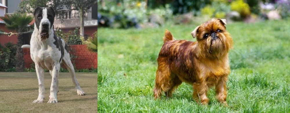 Brussels Griffon vs Bully Kutta - Breed Comparison