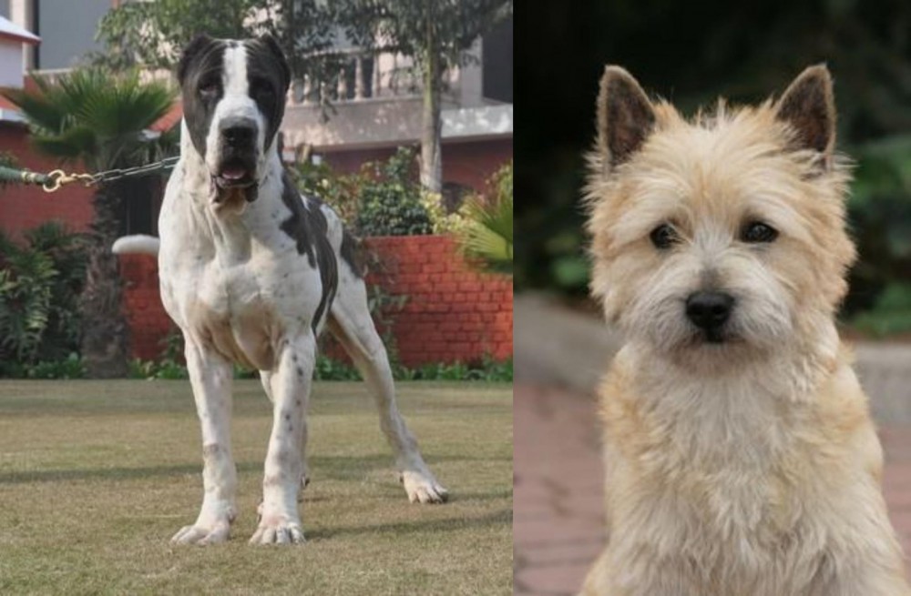 Cairn Terrier vs Bully Kutta - Breed Comparison