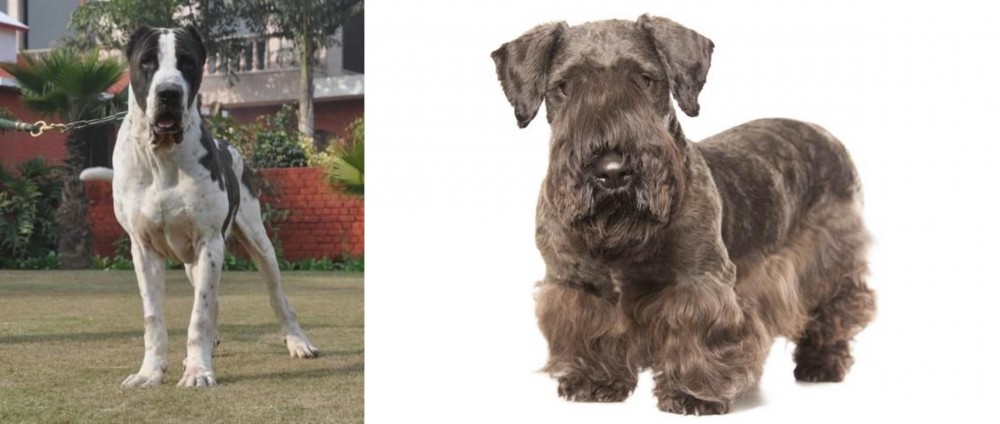 Cesky Terrier vs Bully Kutta - Breed Comparison