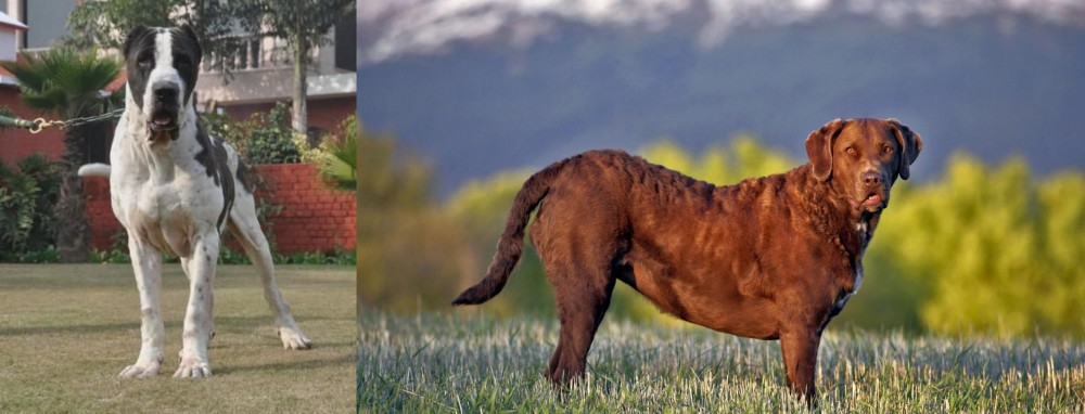 Chesapeake Bay Retriever vs Bully Kutta - Breed Comparison