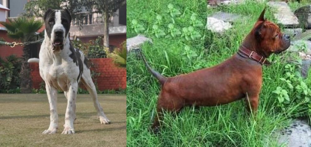 Chinese Chongqing Dog vs Bully Kutta - Breed Comparison